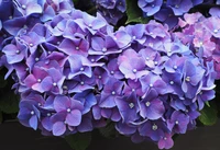 Impresionante fondo de pantalla de hortensias violetas