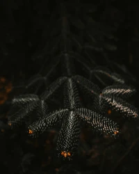 Téléchargez Notre Magnifique Fond d'Écran de Nature Nocturne