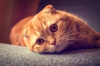 Impresionante Primer Plano de un Gato Scottish Fold