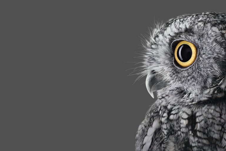 Beautiful Owl Wallpaper for Your Microsoft Surface