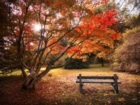 Breathtaking Autumn Landscape Featuring Maple Trees