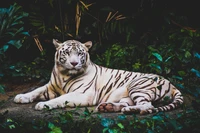 Fondo de pantalla impresionante de tigre blanco en exuberante vegetación