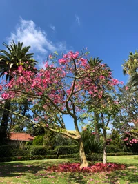 Superbe Arbre de Cerisier en Fleurs dans un Jardin Botanique