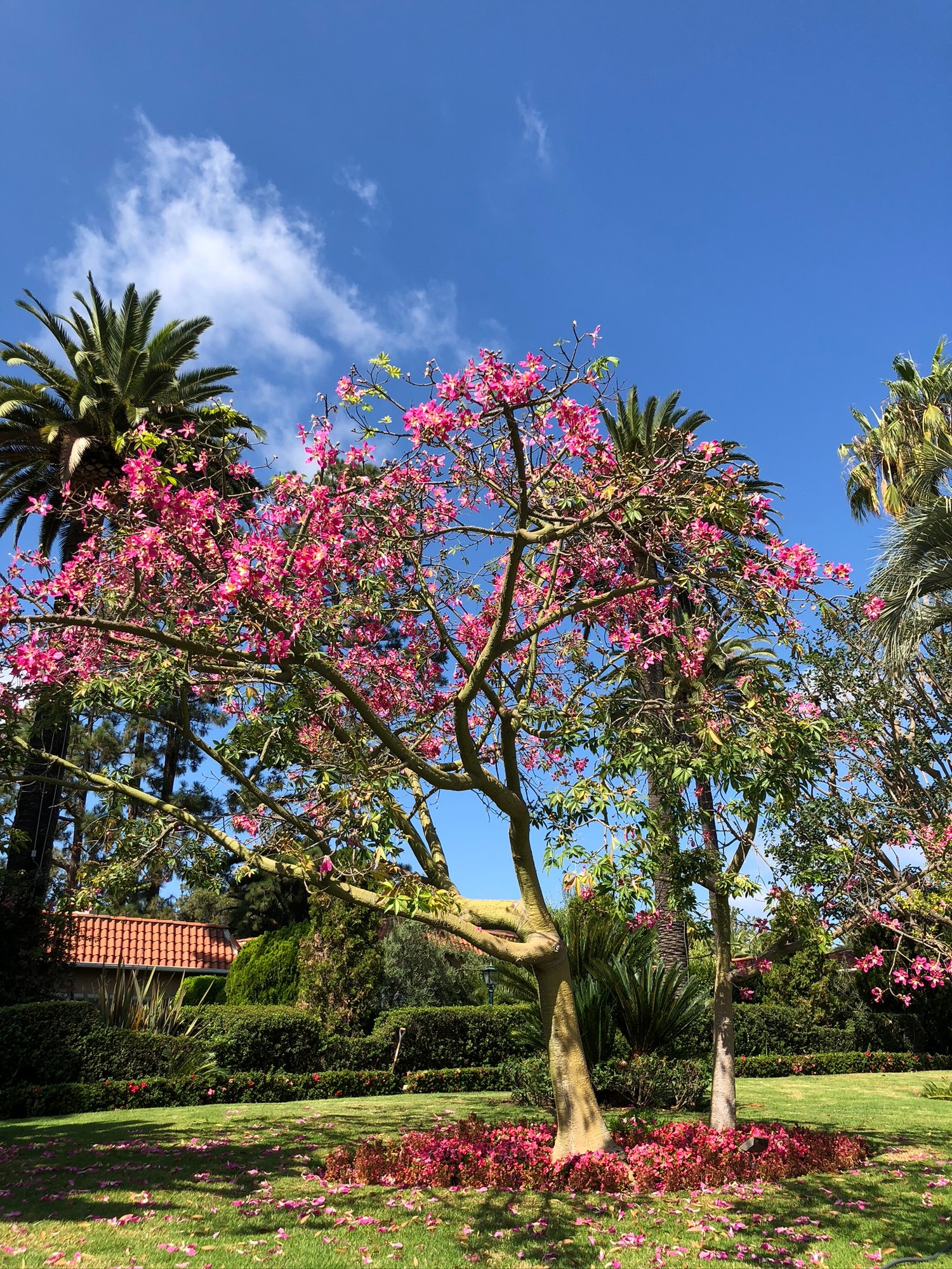 Stunning Cherry Blossom Tree in Botanical Garden