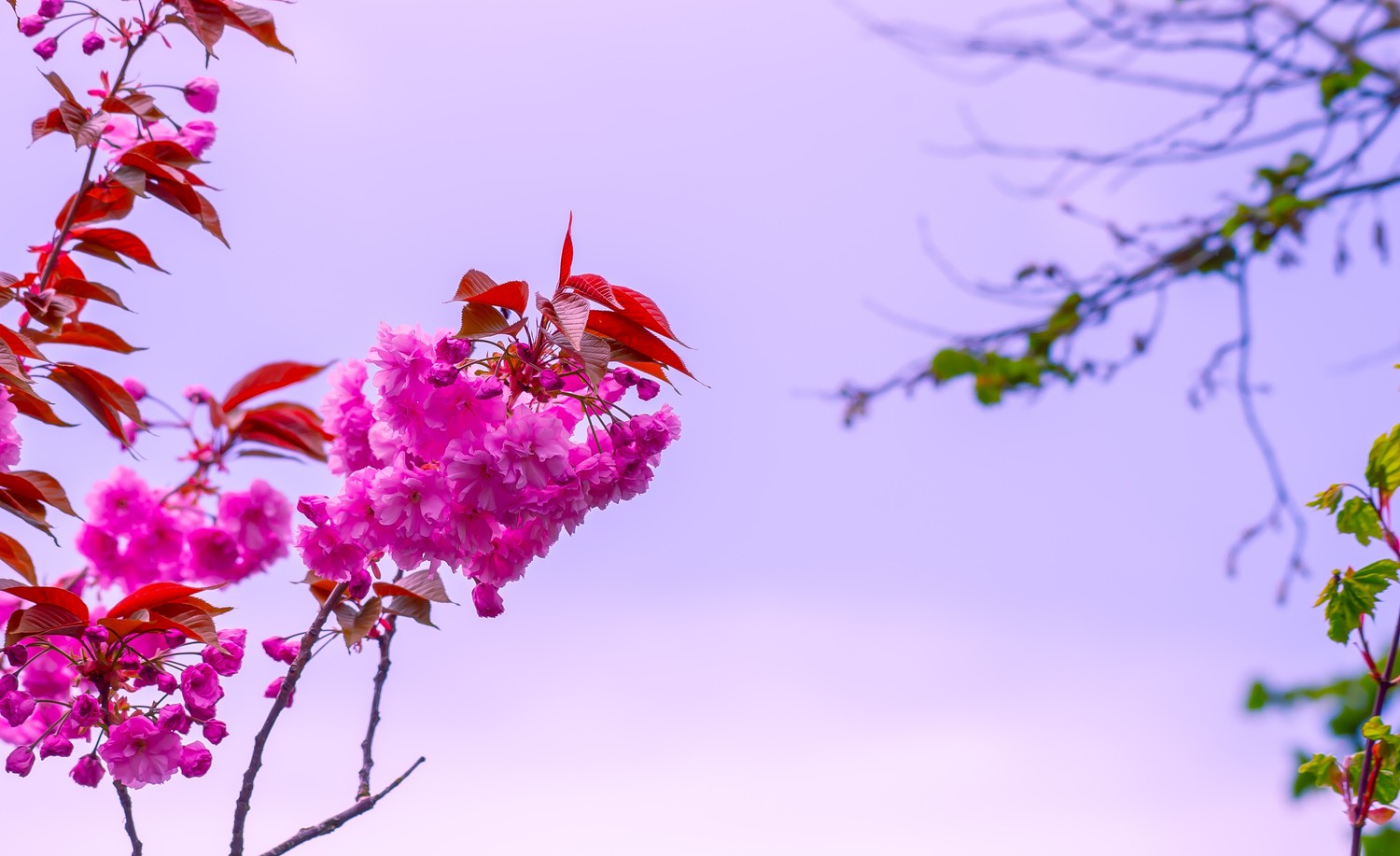 Descargar Hermoso Fondo de Pantalla de Bougainvillea