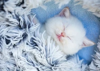 Adorable Cute Kitten Sleeping Wallpaper