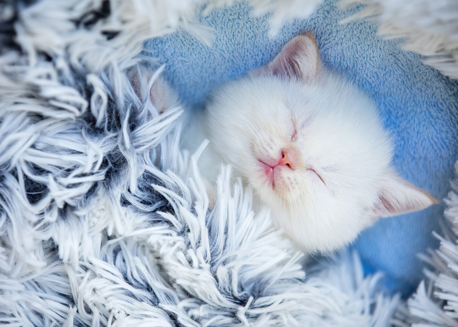 Adorable Cute Kitten Sleeping Wallpaper