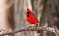 Hermoso Cardinal del Norte Posado en una Rama