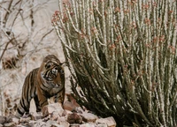 Descarga este impresionante fondo de pantalla de tigre de Bengala