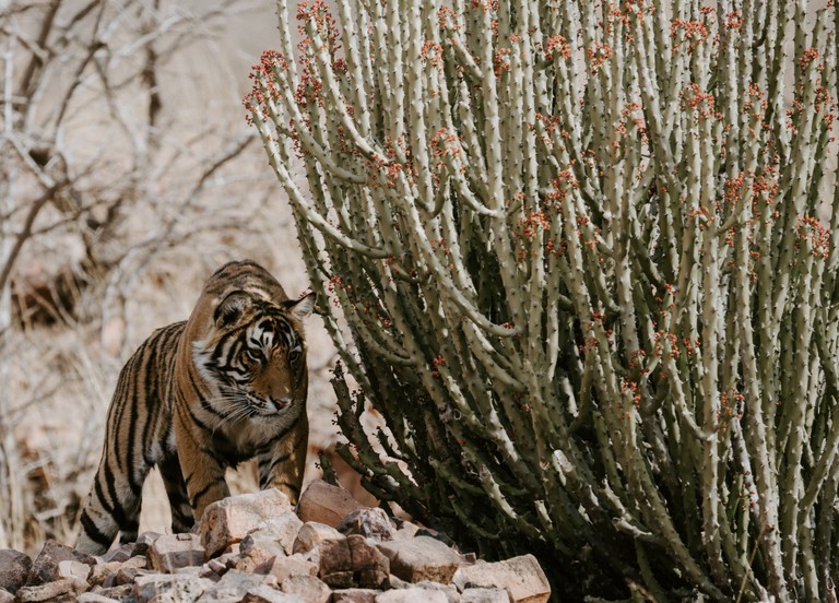 Download This Stunning Bengal Tiger Wallpaper