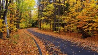 Magnifique Fond d'Écran de Sentier d'Automne dans la Forêt