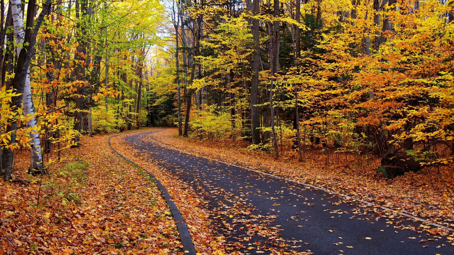 Beautiful Autumn Trail in the Forest Wallpaper