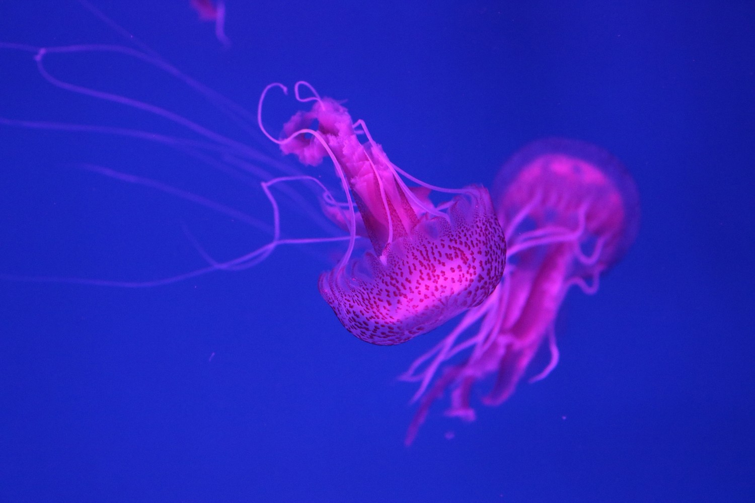 Discover the Beauty of Purple Jellyfish