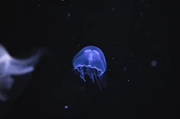 Explora la Belleza de las Medusas Eléctricas Azules