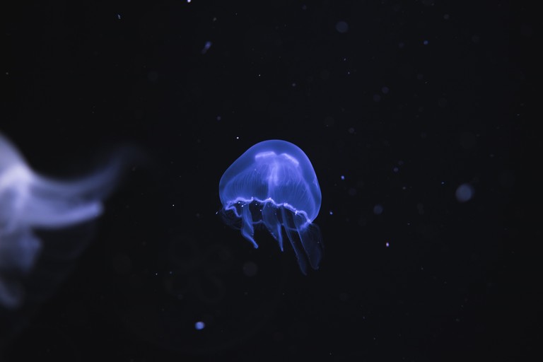 Explore the Beauty of Electric Blue Jellyfish