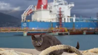 Fondo de Pantalla Hermoso con un Gato y Embarcaciones Junto al Mar