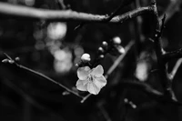 Descarga este hermoso fondo de pantalla de flor en blanco y negro