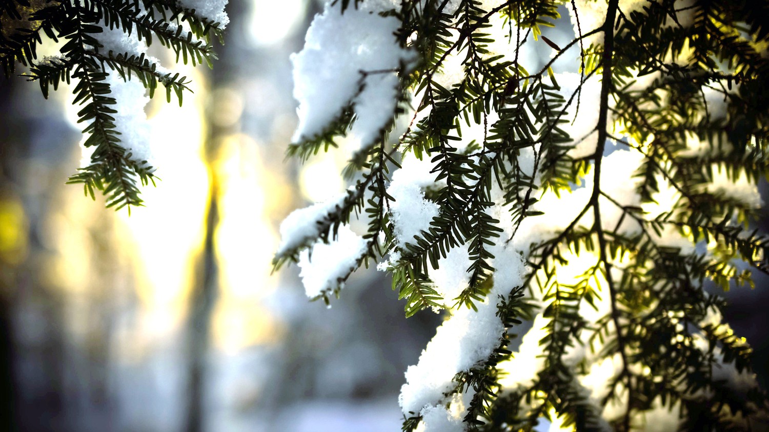 Download Stunning Winter Pine Wallpaper