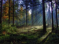 Superbe Fond d'Écran de Forêt Ancienne