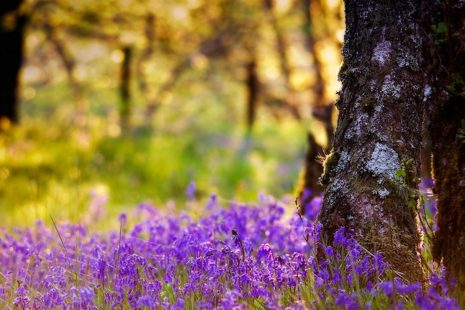 Discover the Beauty of Woodland with Purple Wildflowers