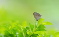 Explore the Beauty of Lycaenid Butterflies