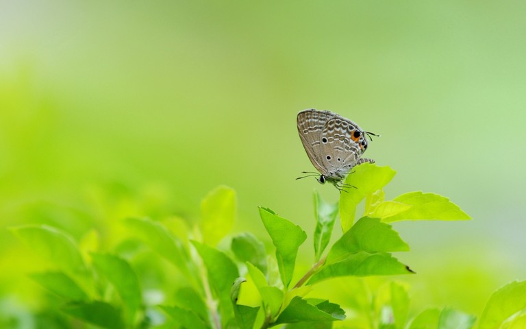 Explore the Beauty of Lycaenid Butterflies