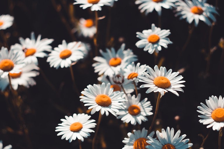 Stunning Oxeye Daisy Wallpaper