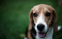 Explora Nuestro Fondo de Pantalla de Cachorro Beagle