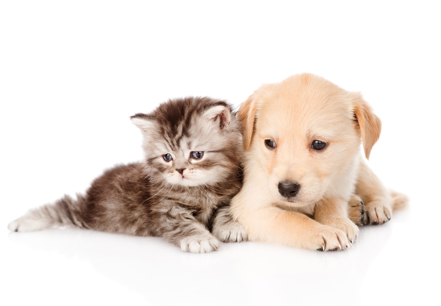 Download Our Adorable Puppy and Kitten Wallpaper