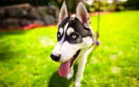 Hermoso fondo de pantalla de cachorro de Husky Siberiano