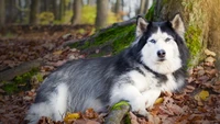 Fond d'écran Husky Sibérien se reposant dans la nature