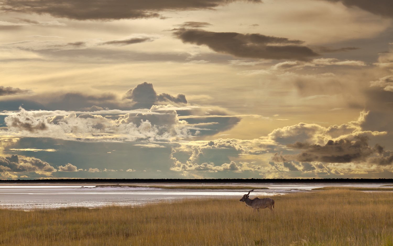 Etosha National Park: Majestic Dusk Landscape Wallpaper