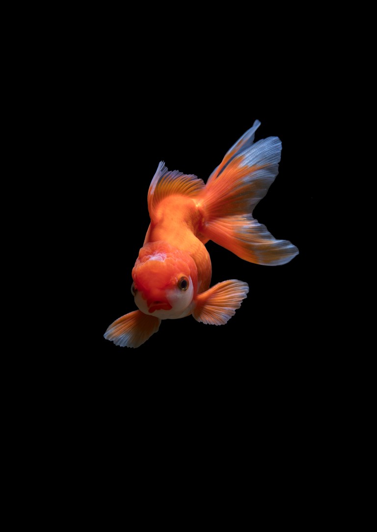 Elegant Goldfish Wallpaper for Your Devices