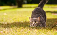 Téléchargez le Fond d'Écran HD d'un Chaton Joueur