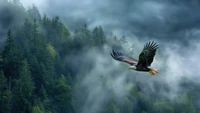 Download Stunning Eagle Wallpaper in a Foggy Forest