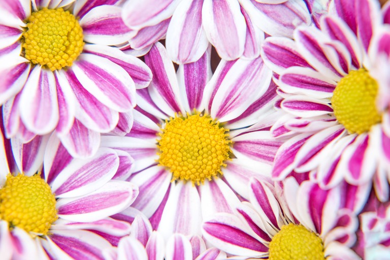 Beautiful Pink Chrysanthemum Flowers Wallpaper