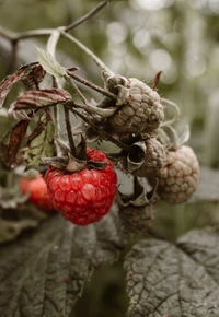 Superbe fond d'écran de framboise rouge pour votre appareil