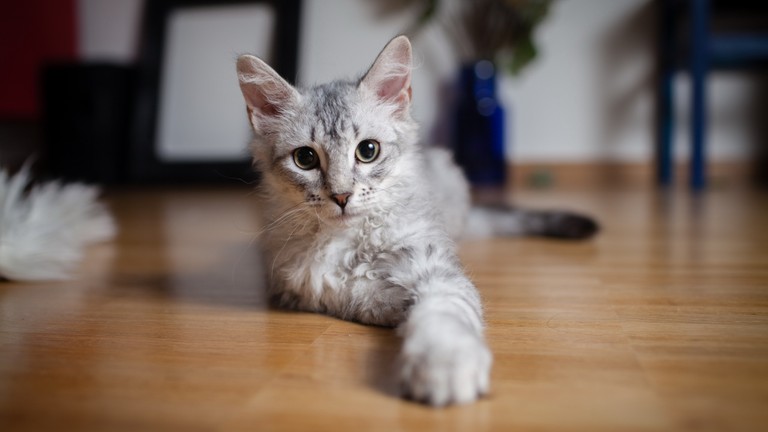 Download This Adorable Turkish Angora Kitten Wallpaper