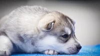 Fondo de pantalla impresionante de cachorro husky siberiano