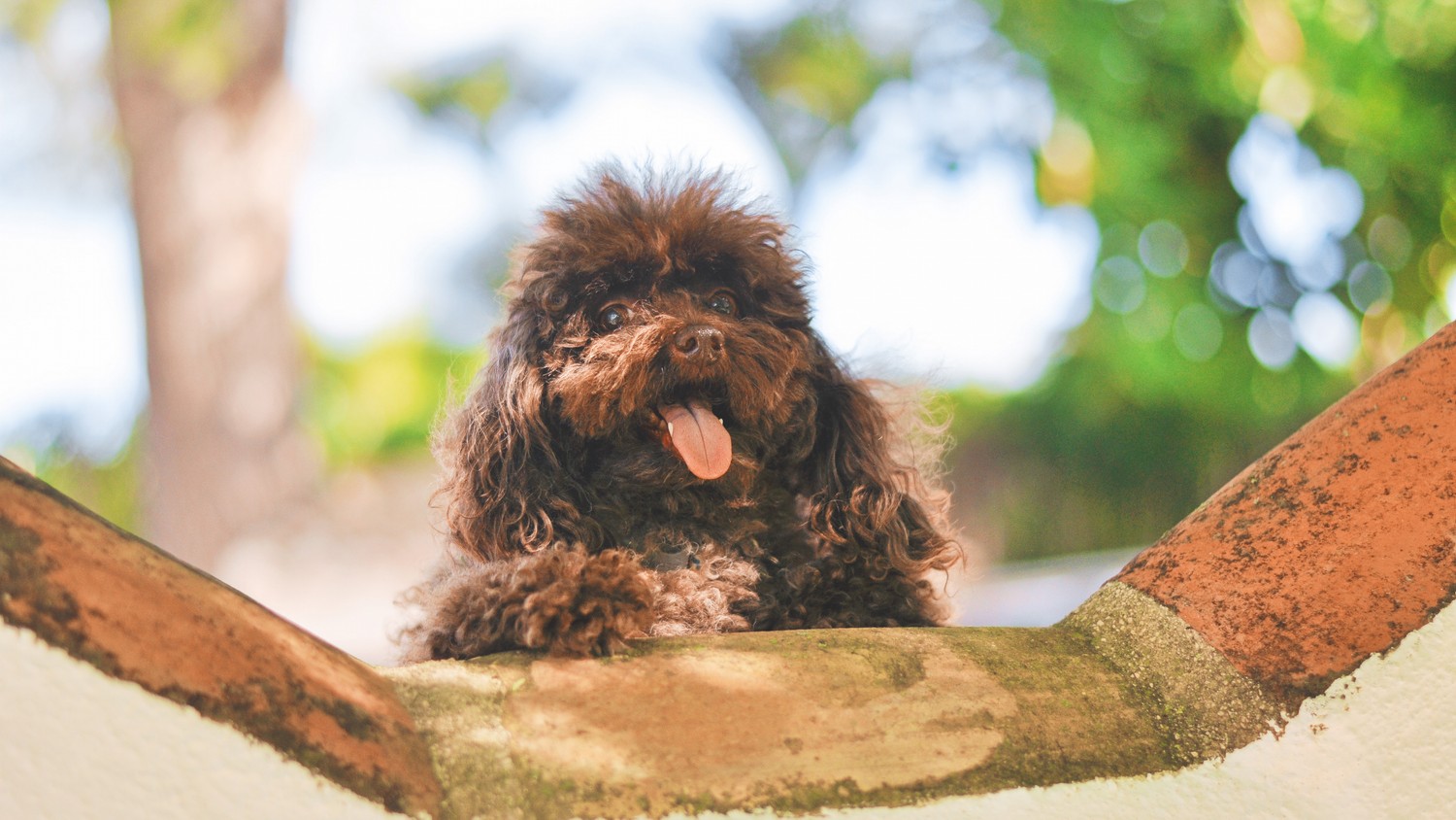 Téléchargez Ce Mignon Fond d'Écran de Poodle