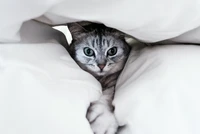 Explora nuestro hermoso fondo de pantalla de gato American Shorthair