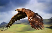 Majestic Raptor Flying Through the Skies