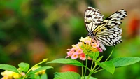 Colección de Fondos de Mariposas Hermosas