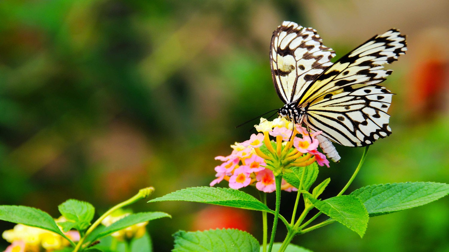 Beautiful Butterfly Wallpaper Collection