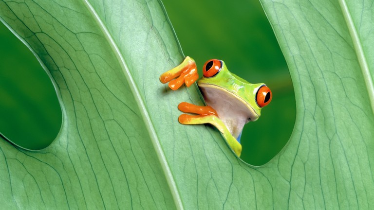 Download Our Beautiful Red Eyed Tree Frog Wallpaper