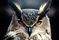 Great Horned Owl Wallpaper: Captivating Close-Up