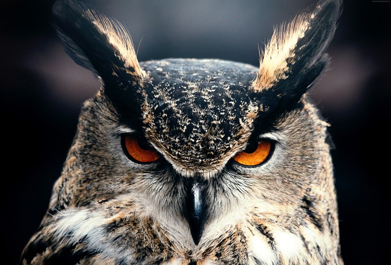 Great Horned Owl Wallpaper: Captivating Close-Up