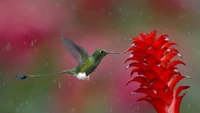 Descarga este Hermoso Fondo de Pantalla de Colibrí