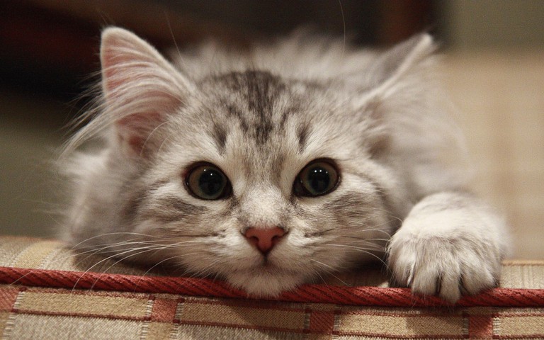 Adorable Siberian Cat Wallpaper for Cat Lovers