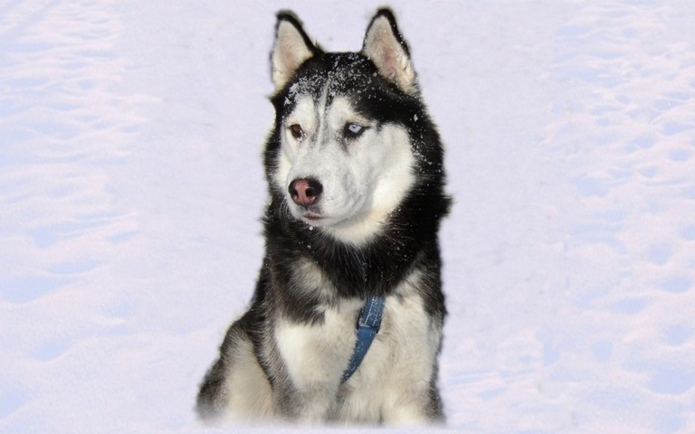 Stunning Siberian Husky Wallpaper for Dog Lovers